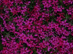 Dianthus deltoides